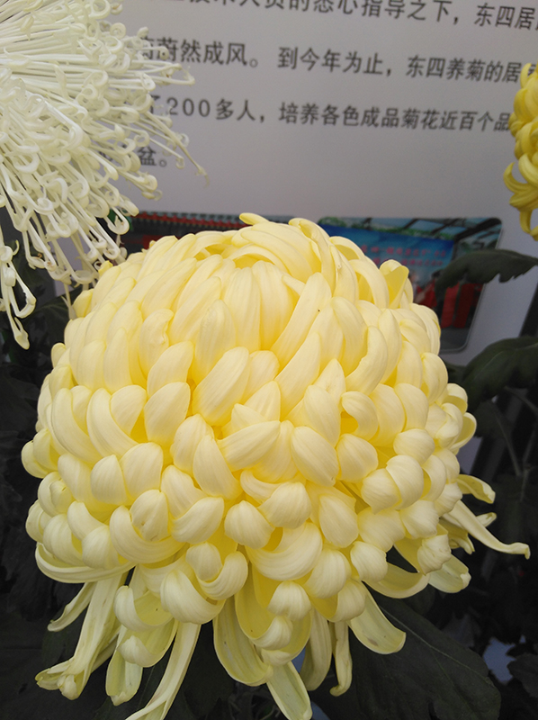 菊花