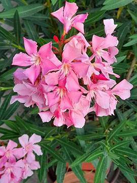 六月花卉