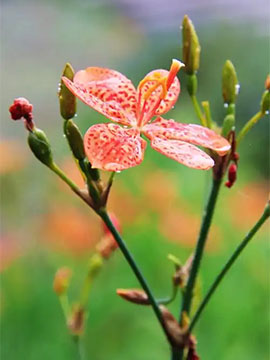 六月花卉