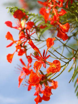 六月花卉