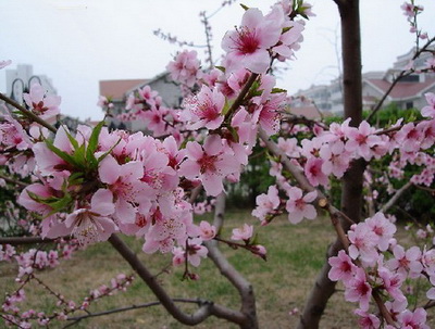 桃花